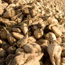 campagna barbabietole