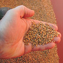 Agrimpresa: raccolta cereali