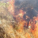 un incendio di sterpaglie