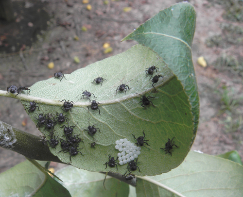cimice asiatica