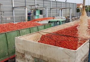 pomodoro da industria