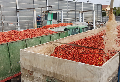 pomodoro da industria