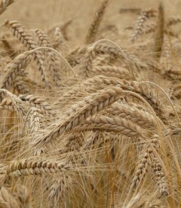 spighe di grano duro