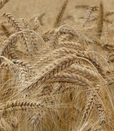 spighe di grano duro