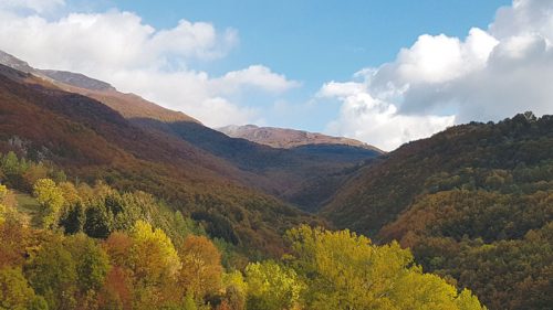 bosco in collina