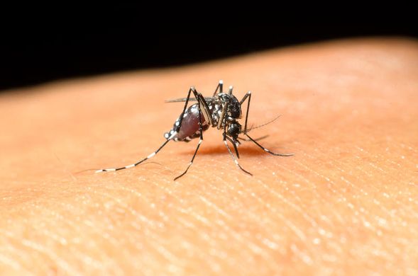 west nile zanzara
