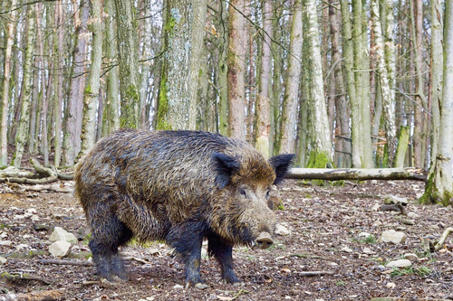 cinghiale solitario