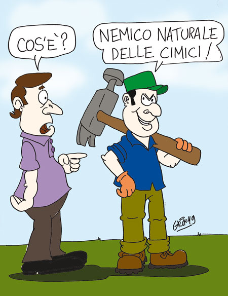 vignetta sulla cimice asiatica