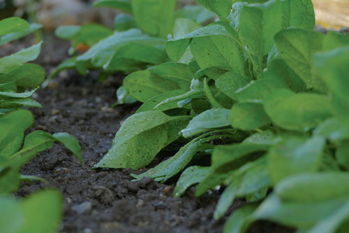 spinaci