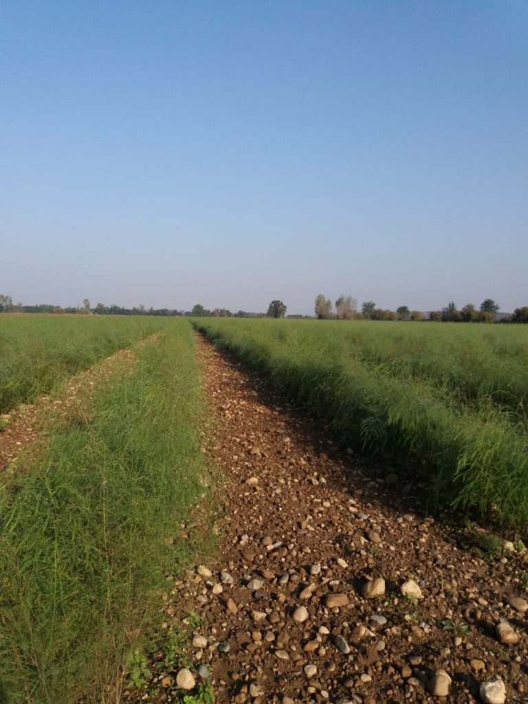 campo asparago verde