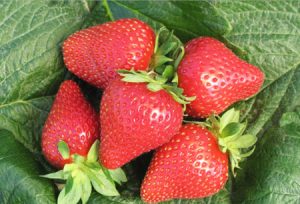fragola ferrarese