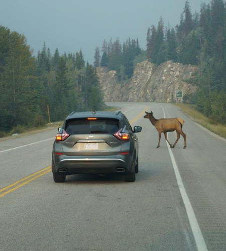 daino in strada