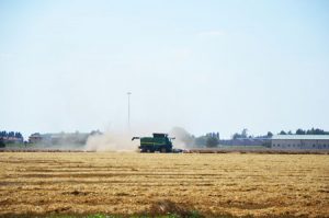 il grano mietitura