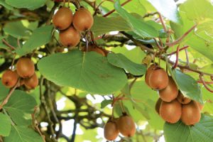 kiwi impianto