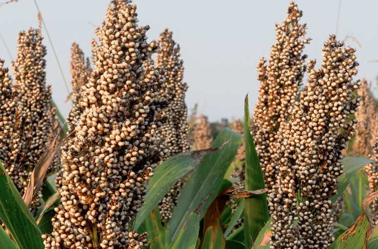 coltura del sorgo