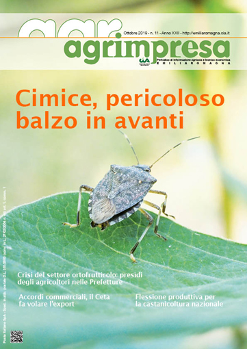 copertina cimice