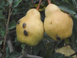 cimice asiatica