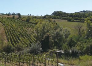illica panorama