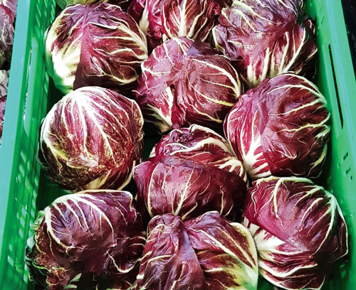 radicchio