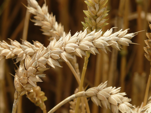 grano duro