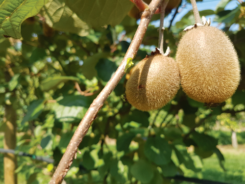 kiwi giallo