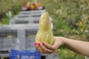 aggregazione e ricerca