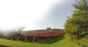 lambrusco-vigneto
