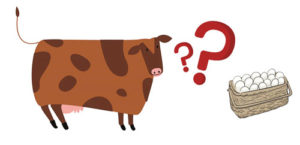 mucca-o-uovo