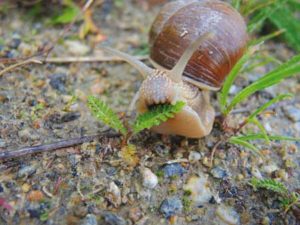 elicicoltura