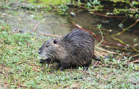 nutria