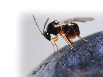 Ganaspis---il-parassitoide