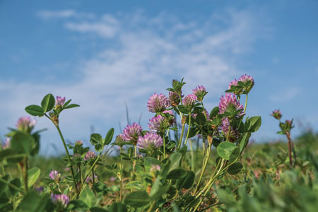 erba medica