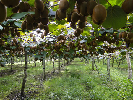 actinidia