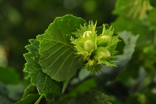 nocciolo