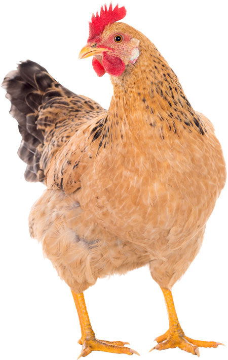 pollo