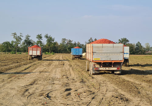 pomodoro da industria