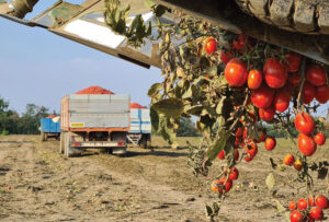 pomodoro da industria
