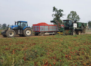 pomodoro raccolta