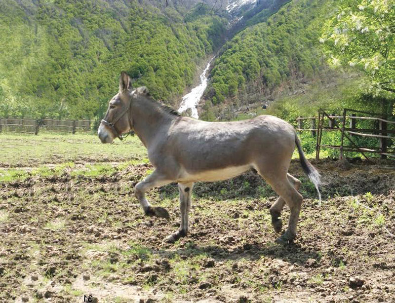 specie a rischio