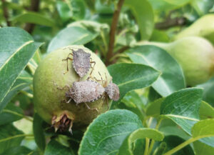 cimicisufrutta