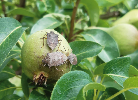 cimicisufrutta