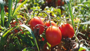 POMODORO