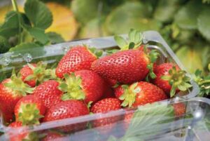 fragole