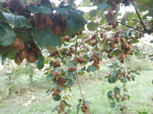alberi di kiwi