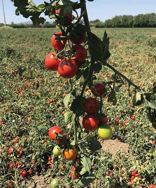 dossier pomdoro