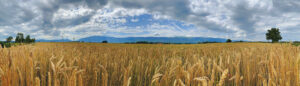 campo grano