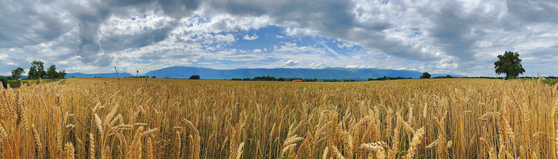 campo grano