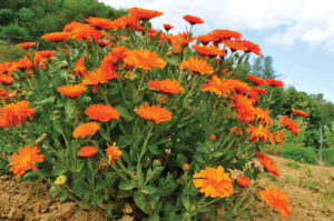 calendula