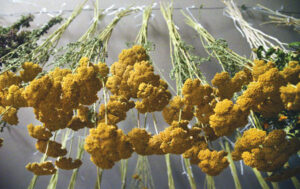 piante officinali