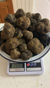 tartufi